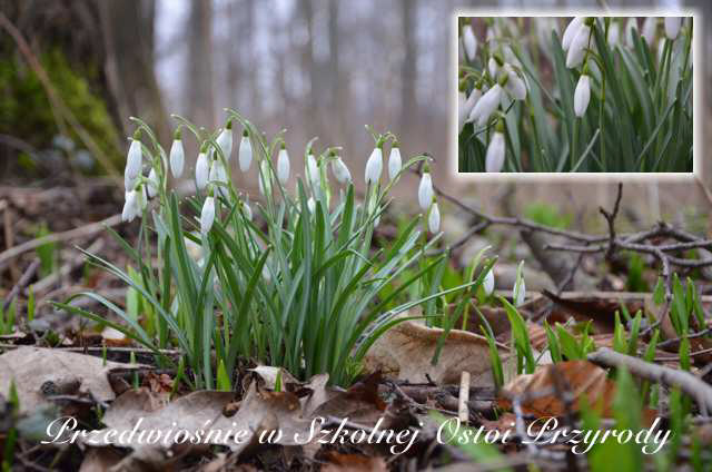 �nie�yczka przebi�nieg (Galanthus nivalis L.) – gatunek ro�liny nale��cy do rodziny amarylkowatych, typowy dla rodzaju Galanthus. W naturze znany z las�w po�udniowej i �rodkowej Europy, jednak szeroko rozpowszechniony poza zwartym zasi�giem jako ro�lina ozdobna. Gatunek popularny w uprawie i rozpoznawalny jako symbol przedwio�nia. Tak�e ro�lina miododajna i lecznicza. W Polsce podlega ochronie gatunkowej.